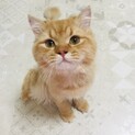温厚で心の優しい明るくフレンドリーな甘えん坊スコ君
