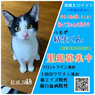 [トライアル決定‼︎]構ってちゃんのﾊﾁﾜﾚ男子