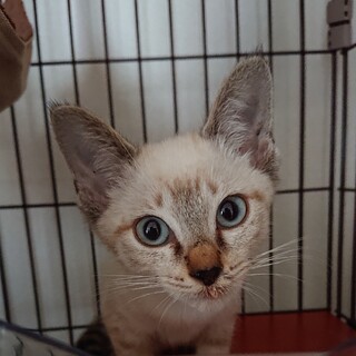 シャム猫風の女の子3ヶ月