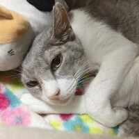 ちょっぴり怖がりな成猫