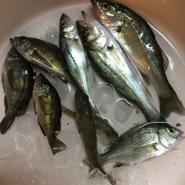 新たに雷の好物発見！元気モリモリの雷からみゅう兄貴に魚型元気玉送ります！