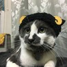 の写真