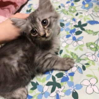 ふわふわグレー♀　生後1ヶ月