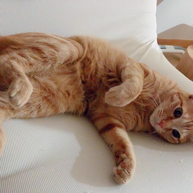 #ぽっけのカバー写真