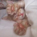 人懐っこい茶トラオス！大事に飼ってくれる方！