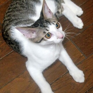 人もねこも大好きキジシロくん