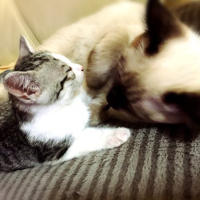 すずねこにゃのカバー写真