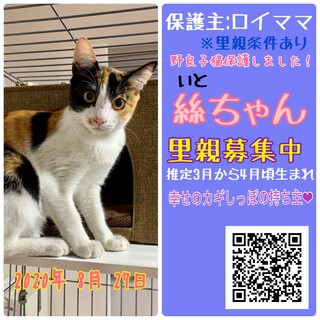 ［トライアル決定！］美人な三毛猫ちゃん