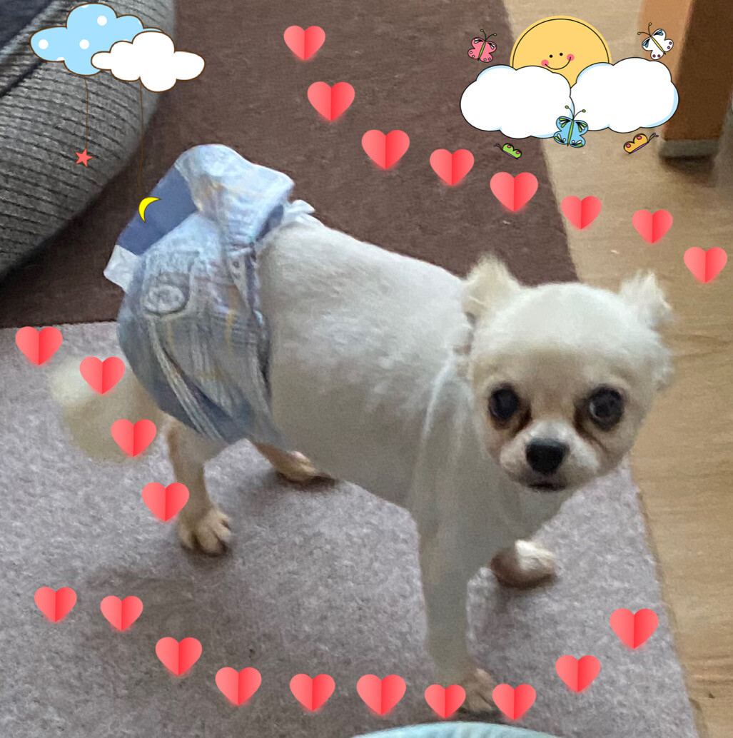 ブリーダー放棄のチワワ 千葉県 犬の里親募集 ペットのおうち 月間利用者150万人