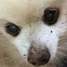 とろろろろろ
