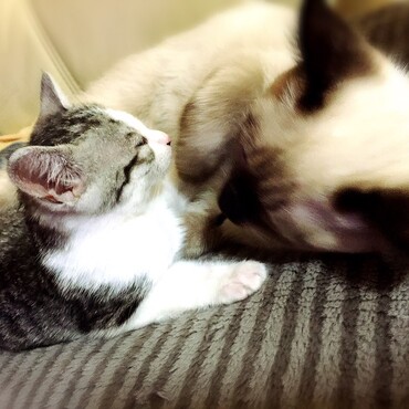 ナナが来たばかりの時いつも抱っこして寝てましたw