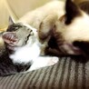 ナナが来たばかりの時いつも抱っこして寝てましたw
