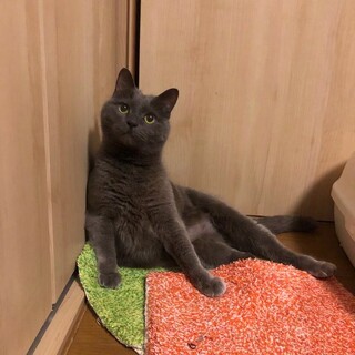 11歳のロシアンミックス