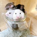 可愛いちびゴルハムたち♂