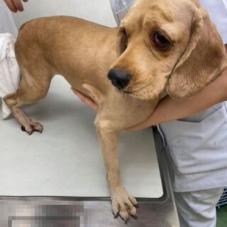 アメリカンコッカースパニエルのエリザベスちゃん