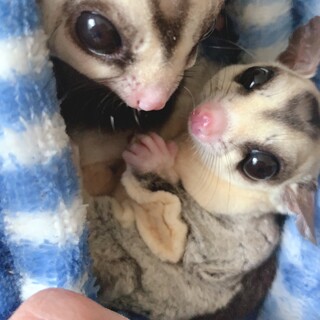 里親様、決定致しました☆ありがとうございました☆