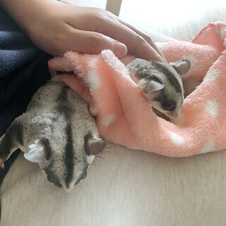 里親様、決定致しました☆ありがとうございました☆