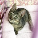 子猫のみなとくん♪里親募集中！！