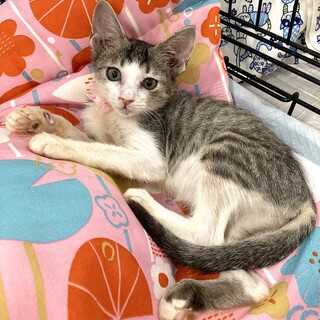 子猫のひまりちゃん♪里親募集中！！