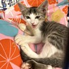 子猫のひまりちゃん♪里親募集中！！ サムネイル2