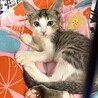 子猫のひまりちゃん♪里親募集中！！ サムネイル3