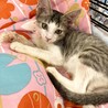 子猫のひまりちゃん♪里親募集中！！ サムネイル4