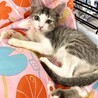 子猫のひまりちゃん♪里親募集中！！ サムネイル5