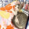 子猫のひまりちゃん♪里親募集中！！ サムネイル6