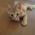 甘えんぼの茶トラ男の子