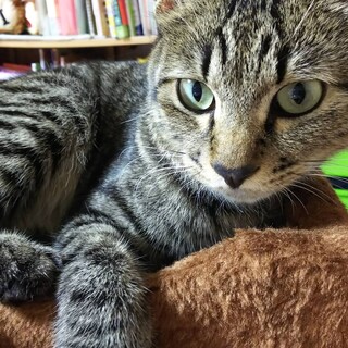 おっきいけどちびちゃん