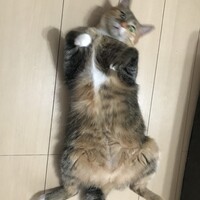 メルル