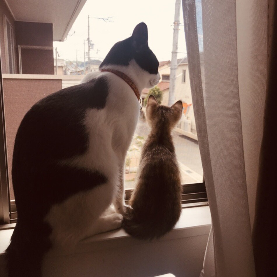 メルルのカバー写真