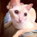 完全室内飼いの美猫／オス3歳／去勢済