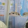 トーマシーの里親募集 サムネイル2