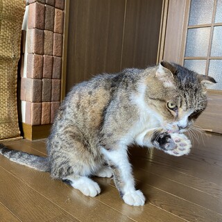 迷い猫　保護しました。