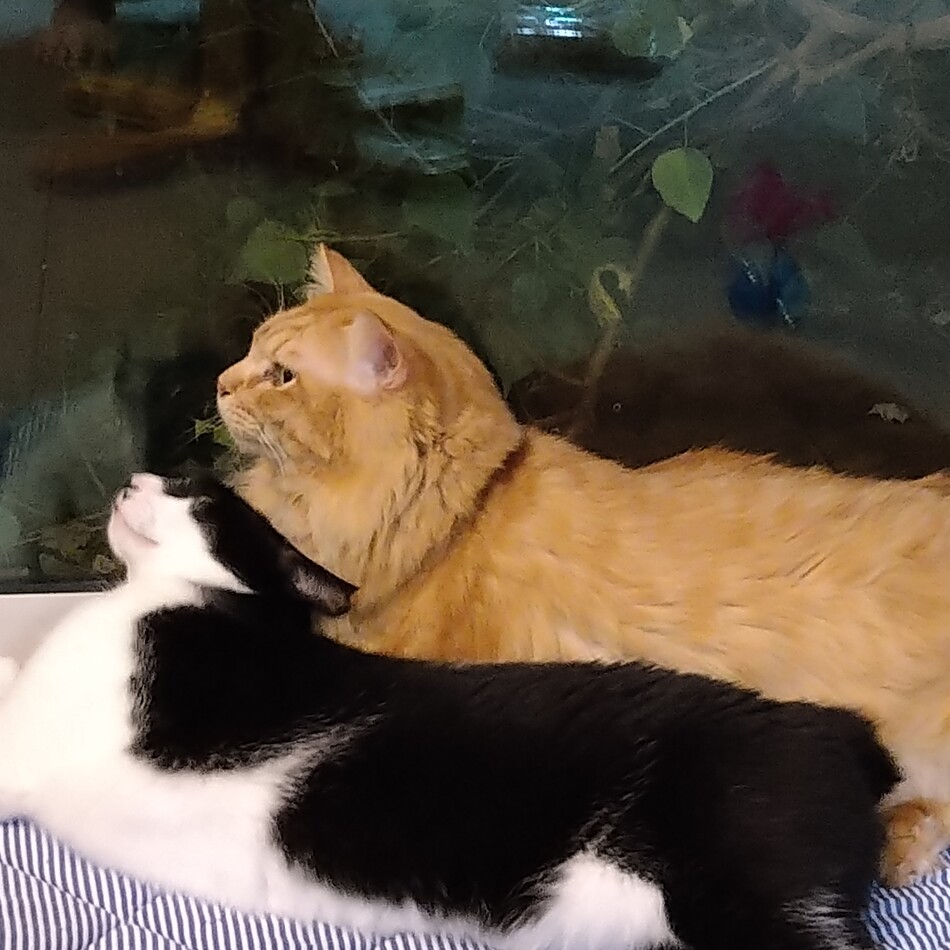 ぶっちゃんのカバー写真