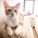 譲渡会9/6ナデナデ大好き♡お膝Lady♡姫ちゃん