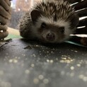 生後約2ヶ月☆ハリネズミ♂