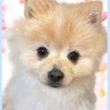 子犬顔のポチ御家族様募集