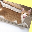 譲渡会9/6ツンデレ添寝♬お喋りレディみなみちゃん