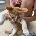 急募　オス猫　茶トラ　生後約5ヶ月