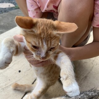急募　オス猫　茶トラ　生後約5ヶ月