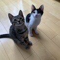 元気いっぱい♪キジトラ兄妹