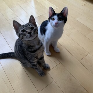 元気いっぱい♪キジトラ兄妹