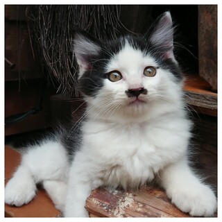 白黒ハチワレくん♪ 生後2ヶ月（他サイトで決定）