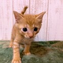 家族が出来ました♡ 茶トラ♂福くん♡