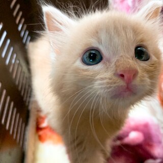 家族が出来ました♡ふわふわクリーム♂心くん♡