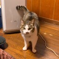 おとなしいお姉さん猫です。