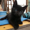 わんぱく黒猫くん♪ 生後2ヶ月（他サイトで決定）