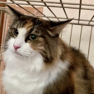 美しい老猫★11歳★避妊済★依頼投稿★